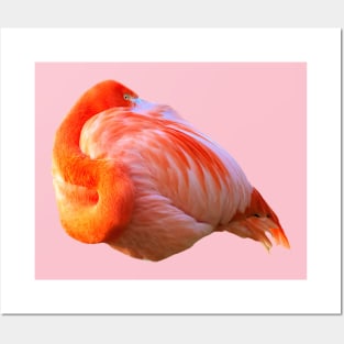 Flamingo I have my eye on you Posters and Art